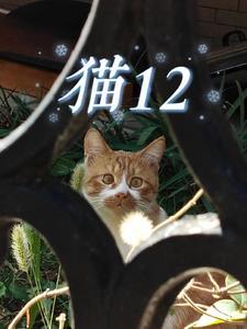 猫12月发春